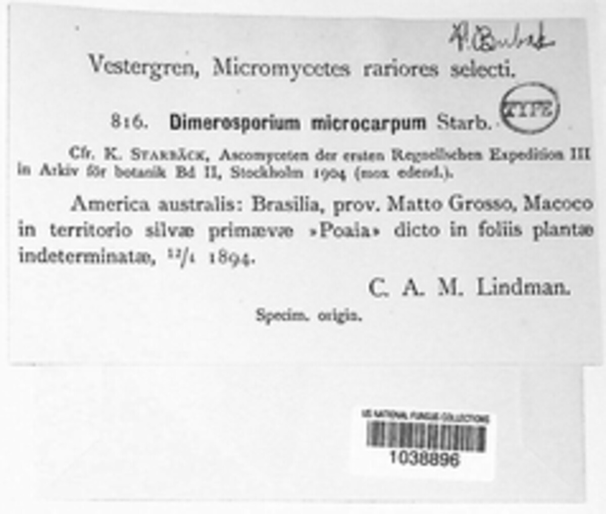 Dimerium microcarpum image